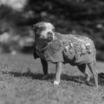 Sergeant Stubby World War I dog